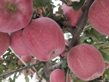 Non-bagged Fresh Red Star Apples