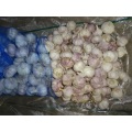 Fresh Garlic Loose Packing