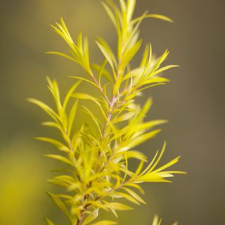 Tea Tree Essential Oil Organic and Pure