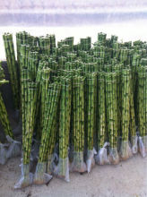 staight Lucky bamboo