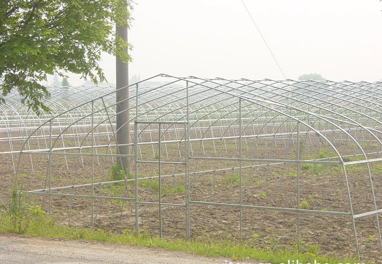 Galvanized Steel Frame Plastic Film Cover Tunnel Greenhouse