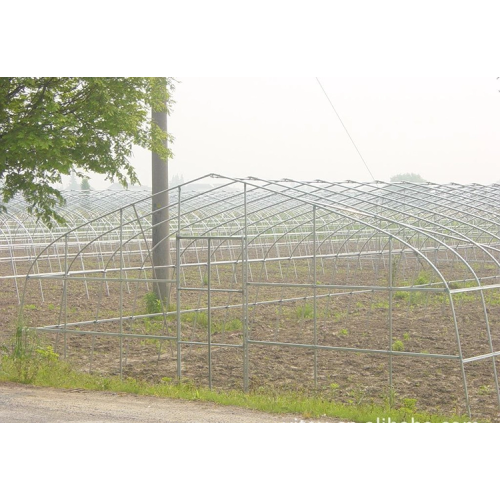 Galvanized Steel Frame Plastic Film Cover Tunnel Greenhouse