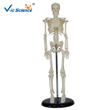 Mini Human Skeleton Model