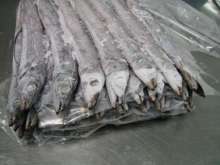 ribbonfish