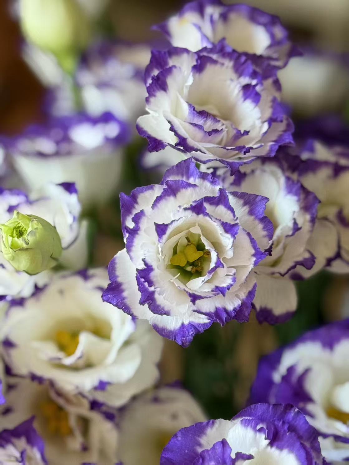 বেগুনি-ধারযুক্ত Lisianthus Purple-edged Lisianthus