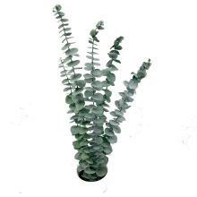 Factory Supply Preserved Eucalyptus Foliage for DIY Bouquets and Flower Arrangements