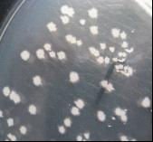 Feed Grade Bacillus Natto