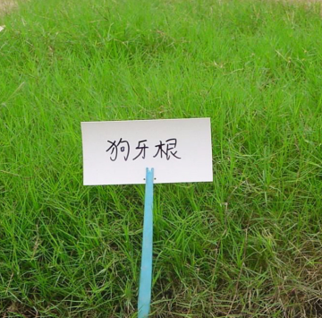 Bermuda grass seeds for lawn and turfgrass