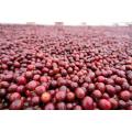 Robusta Green ကော်ဖီစေ့များ 1 တန်း 1