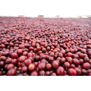 Robusta Green Coffee Beans Grade 1