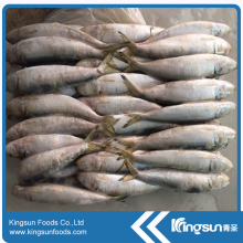 Discounted Price Fresh Material Frozen Sardine Fish