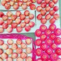 shandong frais yantai sac en papier pommes fuji