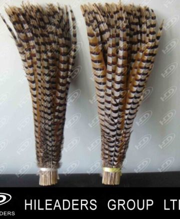 Decorative Natural Reeves Pheasant Feather (FH017)