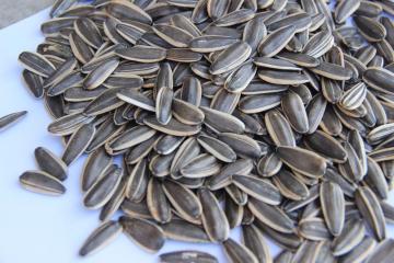 Sunflower Inshell(361)