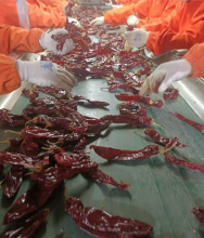 200-220ASTA Paprika Chop with Stem and Seeds