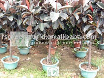 Ficus elastica nursery