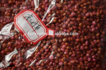 Sorghum Hybrid sudan grass Seeds