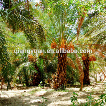 2016 high efficiency low consumption agricultural date palm fronds dryer for pallet making