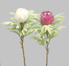 Giant Frosted Protea