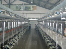 Parallel quick-release milking parlor for cows