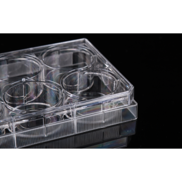 6 Placas de cultura de células com fundo de vidro de 6 poços