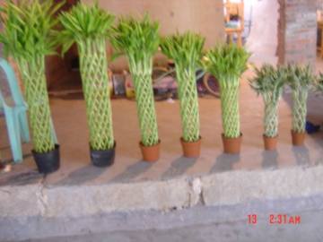 Dracaena Sanderiana Var. Virens