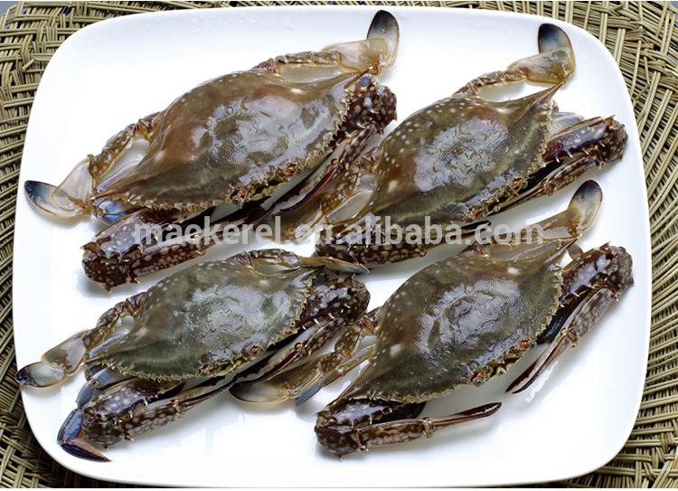 swimming crab