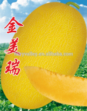 85 days Chinese hybrid F1 hami melon seeds For planting-Jin Mei Rui