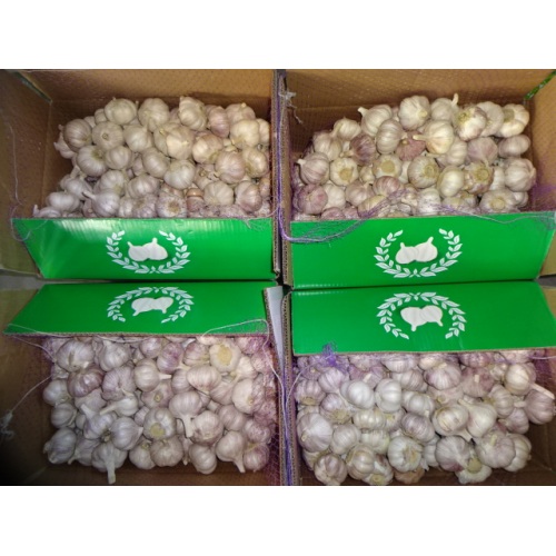 New Crop 2020 Normal Weißer Knoblauch Lose Karton