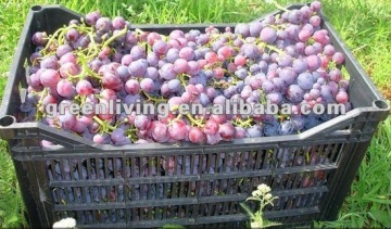 Fresh crimson grapes