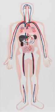 Circulation system relief model