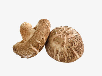 Wholesale export dry shiitake mushroom prices