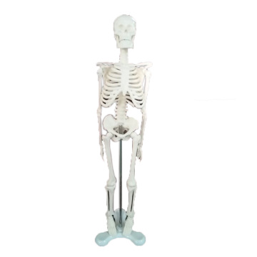 Mini Skeleton model