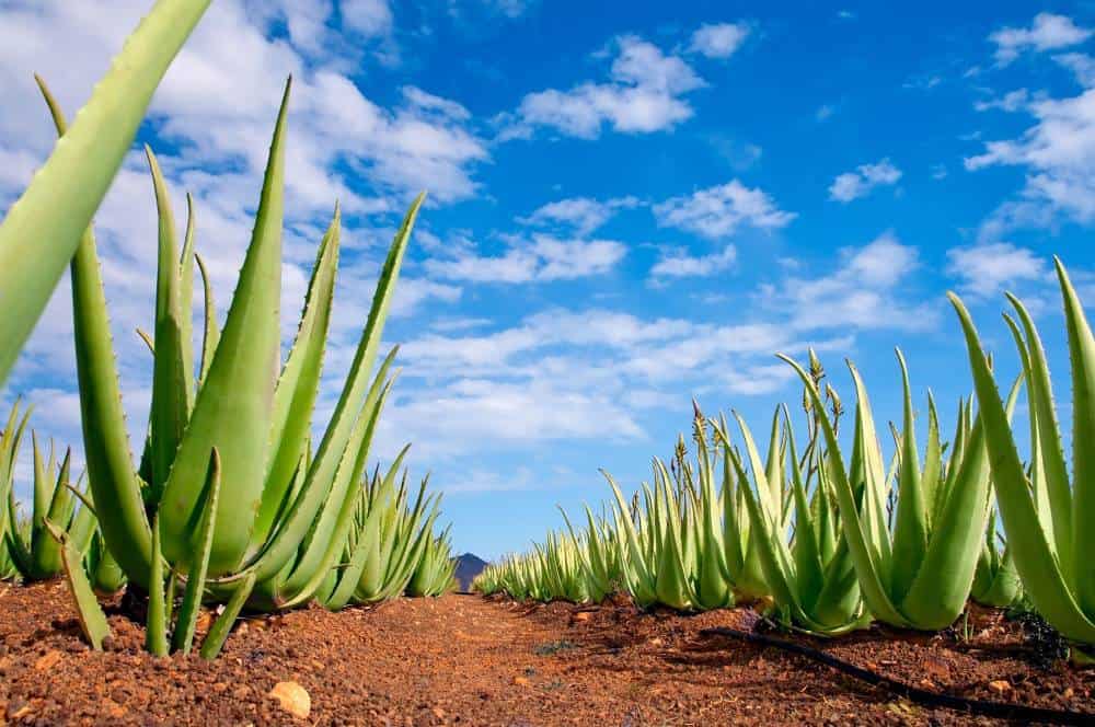 aloe oil2