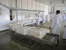 live birds Crates rolling conveyor