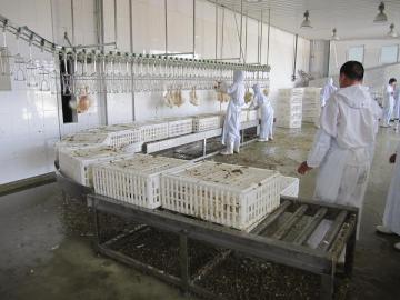 live birds Crates rolling conveyor