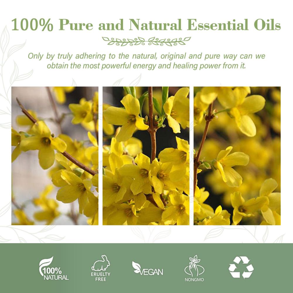 개인 라벨 Weeping Forsythia Oil Extract 5% Phillyrin Forsythia Extract