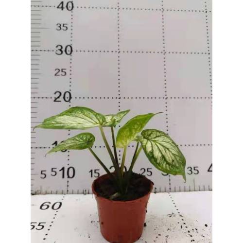 top selling caladium bingbaixue