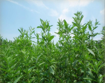 Natural Sweetner Stevia Extract