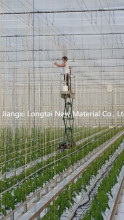 Greenhouse Tree Rope Hot Selling in Europe Market
