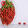 Goji Berry / Wolfberry / Ny grödor organisk Goji Berry
