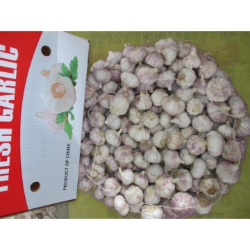 2020 Top Quality Fresh Normal White Garlic