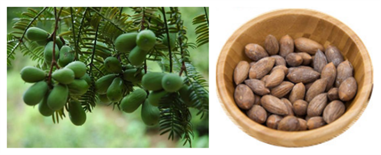 Herbs Extrat Torreya Powder Herbs Extrat Torreya Powder