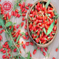 Tonic Herb Tastes Great Low Pesticide Goji Berries