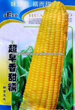 Excellent Quality Hybrid F1 Sweet Corn Seed For Sale
