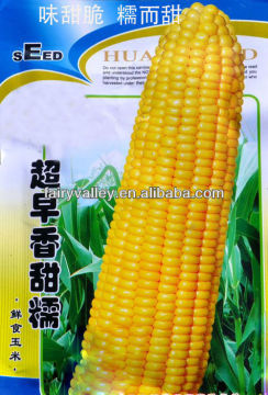 Excellent Quality Hybrid F1 Sweet Corn Seed For Sale
