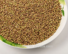 coriander seeds