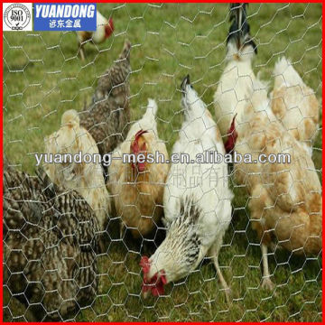 chicken mesh /Hexagonal mesh(factory price)