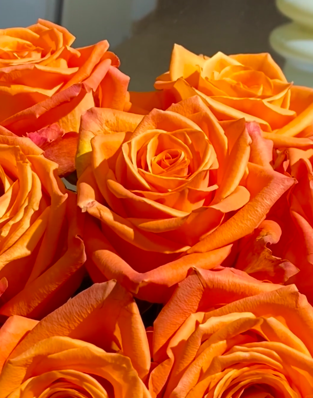 কিংস ডে রোজ Kings Day Rose