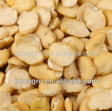 dried split broad bean